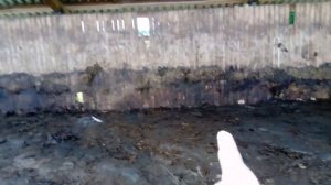 Чистка навеса для бычков