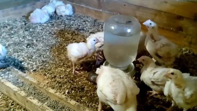 Курятник. Эргономика. смотреть онлайн