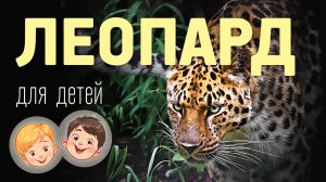 Леопард. Видео про животных для детей 3+