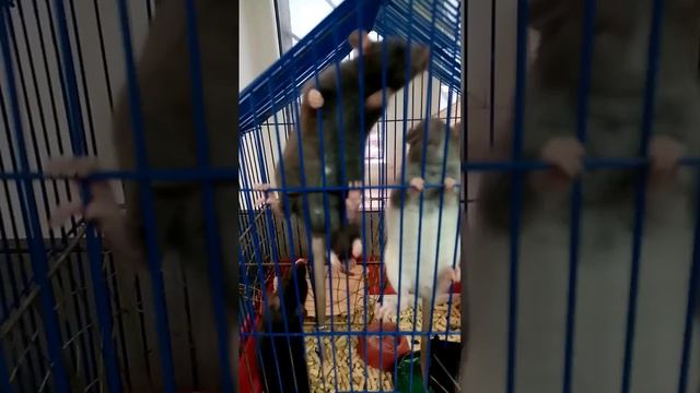 Крысеныш - задира не даёт другим лазить по клетке