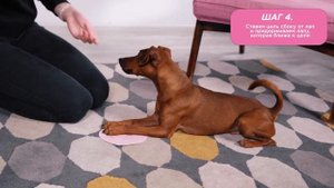 Как научить собаку команде "Джентльмен" ("Леди")? Учим собаку скрещивать лапы.