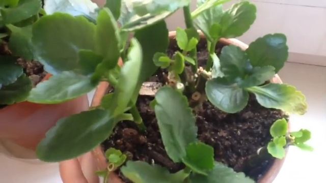 Каланхое после обрезки. Зацветает. *ЕленаТ*