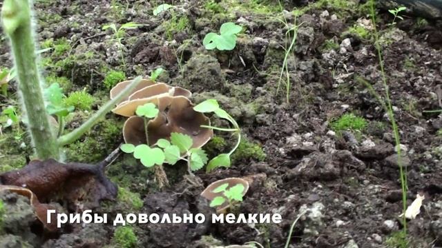 ПЕЦИЦА УДИВИТЕЛЬНАЯ смотреть онлайн