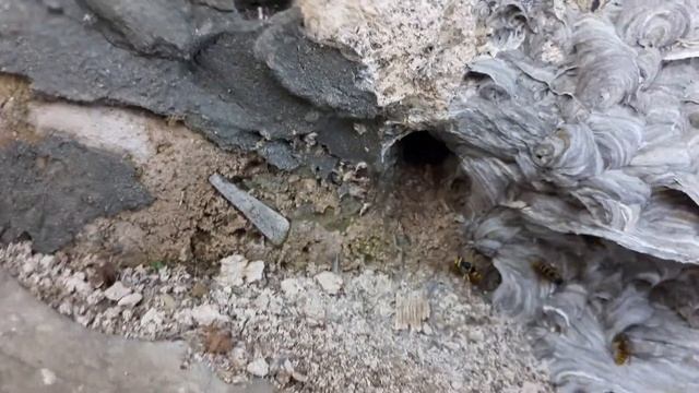 Осы. Необычное улье. смотреть онлайн