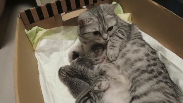 Кошка и новорожденные котята смотреть онлайн