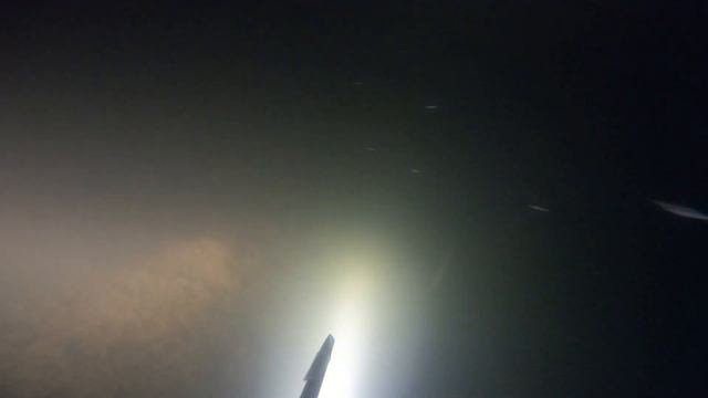 Подводная охота на зеркального Карпа. смотреть онлайн