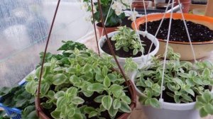 Аптения, формируем красивый кустик