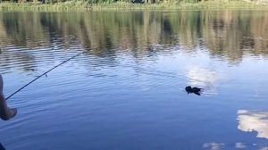 Станица Мигулинская, река Дон , рыбалка - июль 2022 г.