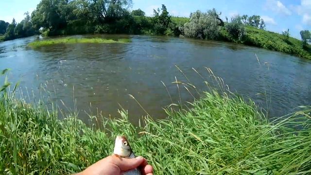 Где голавль ? или Как убивают реки в Калужской области. смотреть онлайн