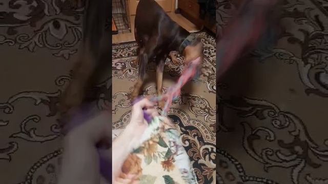 принёс мне игрушку😄 #видео #video #собака #dog #funnyvideo #доберман #приколы