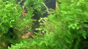 Нитчатка в аквариуме. Борьба. День второй