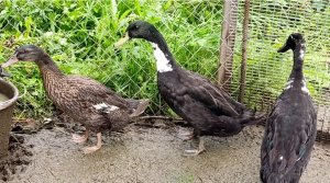 Отличить самца от самочки индийский бегунок. How to distinguish a male from a female Indian runner.