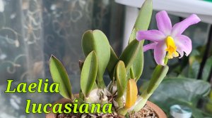 Laelia lucasiana наконец-то зацвела.