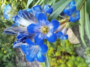 МНОГОЛЕТНИЕ РАСТЕНИЯ ИЗ СЕМЯН.  Какие цветы, кустарники мы можем вырастить без стратификации #цветы