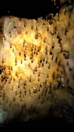 Пещеры и летучие мыши экскурсия Джеймс Бонд часть 2.
Таиланд 2024 за 50 тысяч рублей. Тутси влог