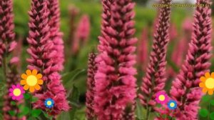 Вероника колосистая Атомик Ред Рей. Краткий обзор, описание veronica spicata Atomic Red Ray