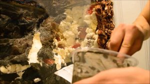 Палюдариум своими руками. Часть 2/5. Цементирование и покраска рельефа.