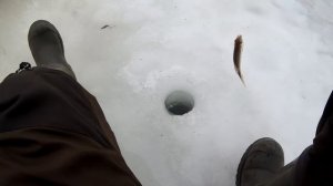 Зимняя рыбалка в феврале в лужах на реке