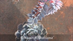 Echeveria SHAVIANA Suculentas con Flor