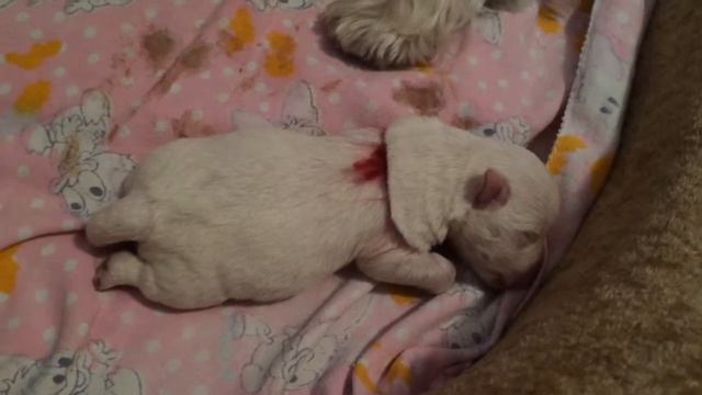 Вест Хайленд Уайт (Вайт) терьеры смотреть онлайн