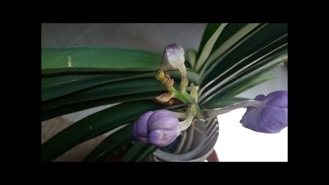 Неутомимая цветунья, ванда Vanda Pak Chong Blue. смотреть онлайн