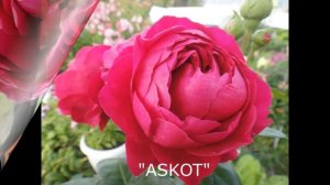 ЧАРУЮЩИЕ РОЗЫ-ПИОНОВИДНАЯ"АСКОТ", ФЛОРИБУНДЫ В МОЕМ САДУ