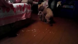 Собака дрючит кошку!смешно до слёз))))))))))