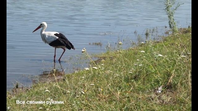 Дикий аист ест с рук! Выпрашивает рыбку у рыбаков! смотреть онлайн