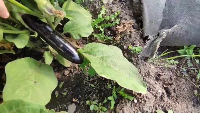 "С КОРАБЛЯ НА БАЛ"/ДАЧНЫЙ ВЛОГ/ РЕМОНТ В ГАРАЖЕ ПРОДОЛЖАЕТСЯ/ смотреть онлайн