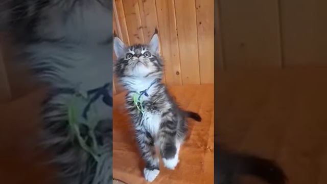 Красавчик по имени Тёма. смотреть онлайн