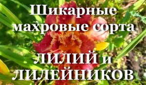 Шикарные махровые сорта ЛИЛИЙ и ЛИЛЕЙНИКОВ