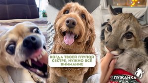 Смешные животные – зверский Чихуа, милашка Лабрадудль, домашняя Пума, и другие