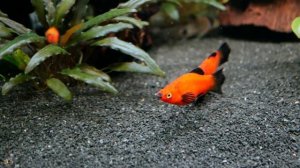 Wagtail Platy / Пецилия красная чёрнохвостая