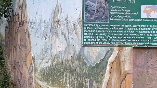 Тебердинский Заповедник | Знакомимся с редкими животными ??