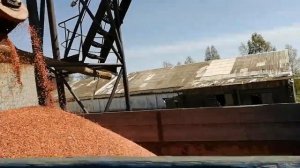Протравливание семян пшеницы.