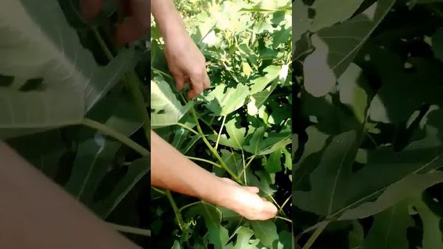 Прищипывание Инжира ускоряет рост и созревание урожая