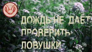 Парк Завидово. Московское море. Ловим рои пчёл. Дождь мешает. Не удалось проверить ловушки