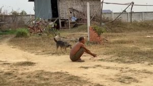 Street Dogs Breeding In Field - Animal Breeding Season - Asian Dog Blog