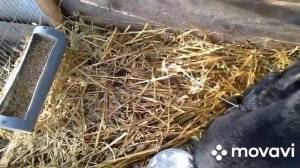 КАК не нужно случать кроликов. 2 большие ошибки.