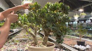 ОБРЕЗКА ОГРОМНОГО ДЕНЕЖНОГО ДЕРЕВА ТОЛСТЯНКИ КРАССУЛЫ CRASSULA BLUE BIRD