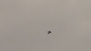 полёт голубя породы павлин