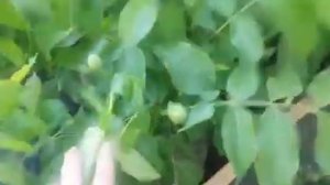 Грецкий орех с закрытой корневой системой