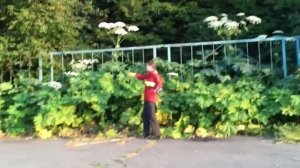 Борщевик Сосновского: как обрезать цветы. Проект Антиборщевик.