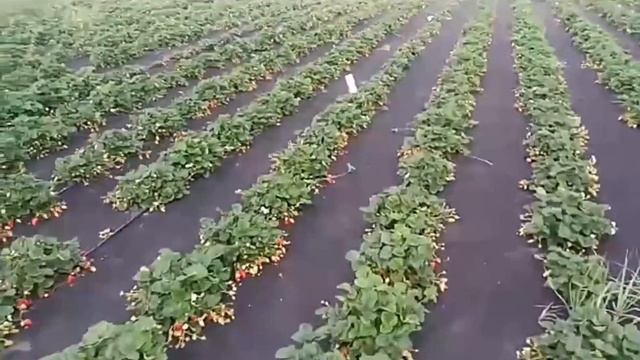 "Посадите клубнику на этот( агроспан), и вы забудете о сорняках!" смотреть онлайн