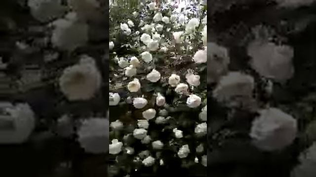 Любины розы во дворе смотреть онлайн