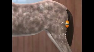 Скачки на Лошади. Игра 3D мультик. Horse jumping. Детское тв. Kids games.