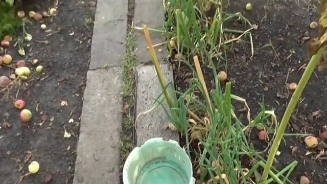 Как собрать семена апрельского лука смотреть онлайн