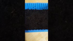 ПОСЕВ КОТОВНИКА КОШЕЧКА НА РАССАДУ.?