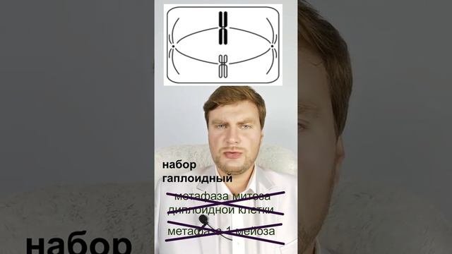 Определим вместе: метафаза 2 мейоза. ЕГЭ Биология. ЕГЭ 2022.
