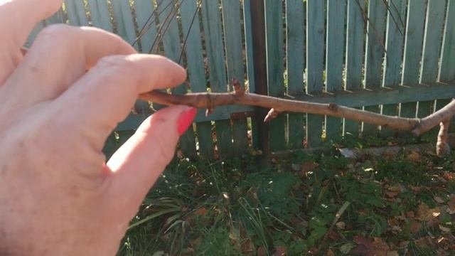 Как укорачивать ветки плодовых деревьев?Определение возраста ветки.